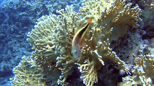 珊瑚硬珊瑚上有鹰鱼的热带珊瑚礁景象视频