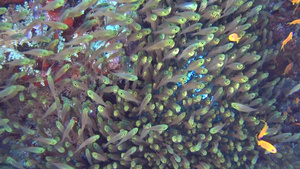 海底热带鱼43秒视频