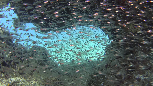 热带珊瑚礁热带珊瑚礁场景和洞穴中玻璃鱼群视频