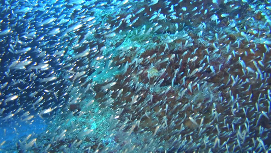 热带珊瑚礁热带珊瑚礁场景和洞穴中玻璃鱼群视频