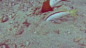 热带海中红海红山羊鱼在珊瑚礁上的珊瑚礁26秒视频