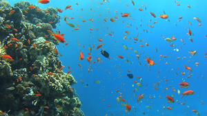 带鱼群的热带珊瑚礁景象18秒视频