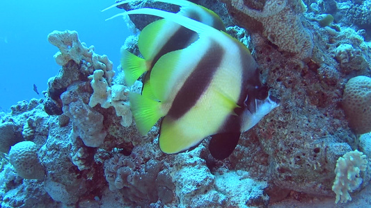 二对红海旗鱼在珊瑚礁上的热带海洋上视频