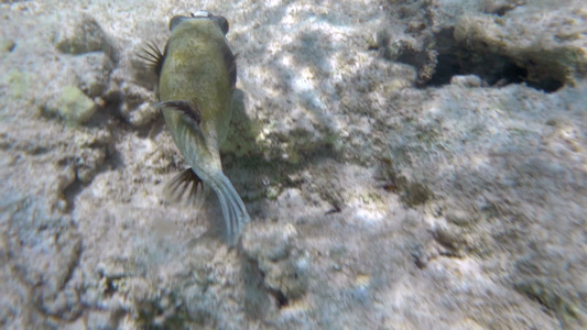 在珊瑚礁中游动的鱼类视频