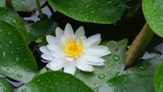 雨中盛开的唯美白色睡莲视频