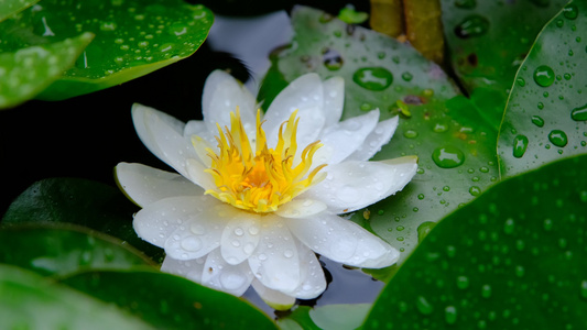 雨中盛开的唯美白色睡莲视频