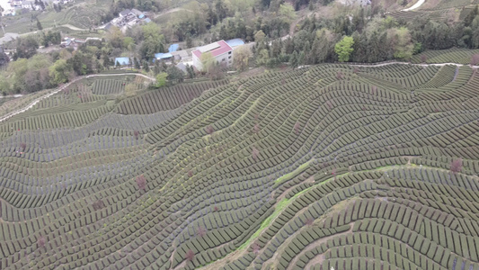  茶叶茶绿茶采茶茶山春茶茶园4K实拍视频