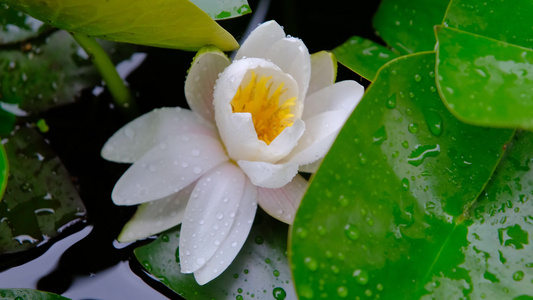 雨中盛开的唯美白色睡莲视频