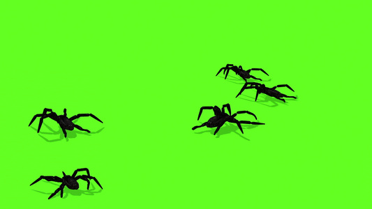 绿色屏幕上的蜘蛛动画令人毛骨悚然的爬行视频