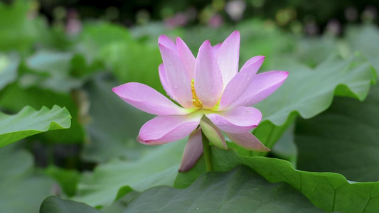 荷花镜头合集视频