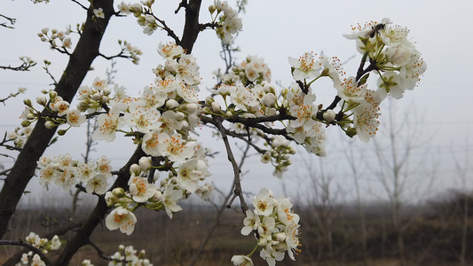 春天盛开的花朵[正艳]视频