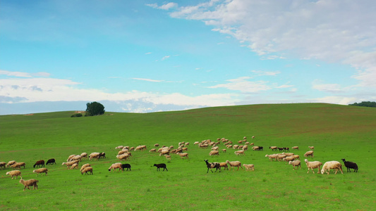 草原羊群牛群航拍视频