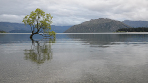 最著名的新西兰树28秒视频