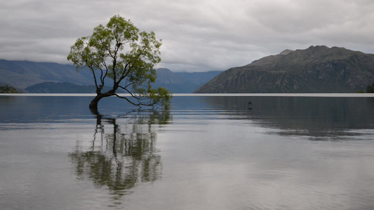 最著名的新西兰新树瓦那卡树在阴云的一天视频