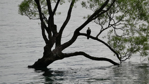 鸟儿在瓦纳卡树上休息9秒视频