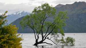 新新西兰有名的瓦那卡树11秒视频