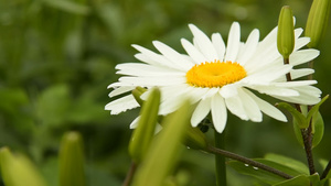 白菊10秒视频