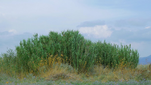 露户布景有青菜32秒视频