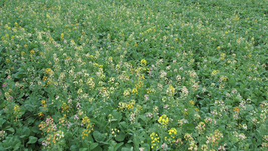 油菜花航拍视频