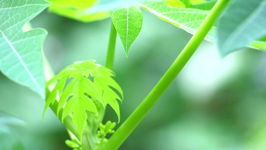 木瓜顶端的木瓜果实能滋养大脑和大脑并配有有助于消化视频