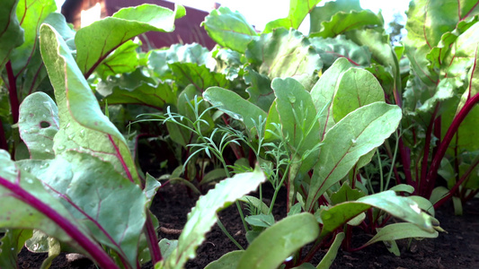 在园圃里种植甜菜视频