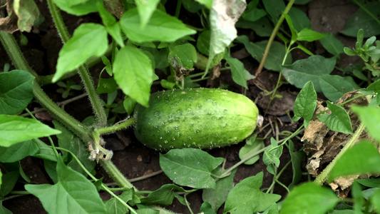 花园床上的小黄瓜健康的有机食品视频