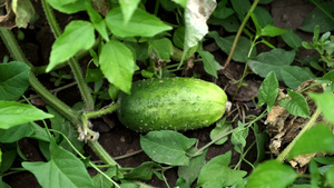 花园床上的小黄瓜健康的有机食品8秒视频