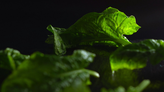 健康的素食健康食品概念将新鲜采到的绿色菠菜叶贴在板板视频
