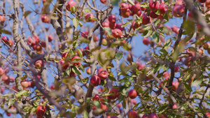 一堆红色美味的苹果长在树上7秒视频