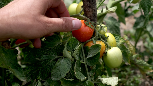一只男人的手摸着花园床上的小番茄视频
