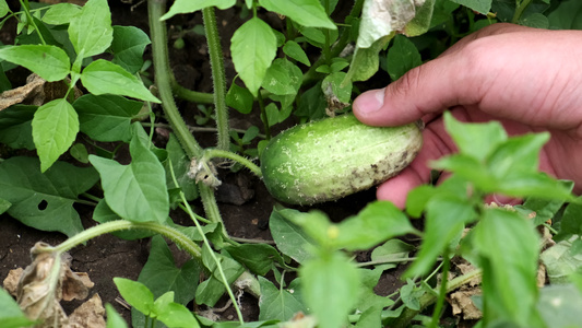 男人的手触摸着花园床上的小黄瓜健康的有机食品视频