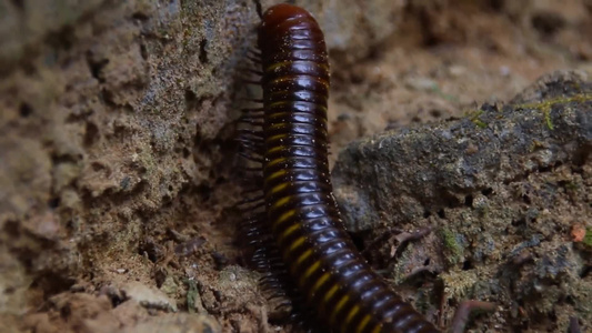 亚洲巨型千足虫或Thyropygusspirobolinae视频