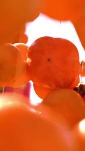 挂起来晾晒柿饼的柿子晒柿子视频