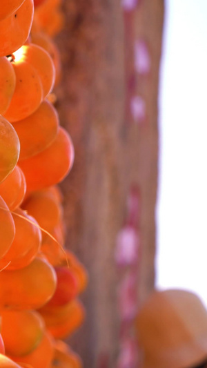 挂起来晾晒柿饼的柿子实拍晒柿子运镜合集28秒视频