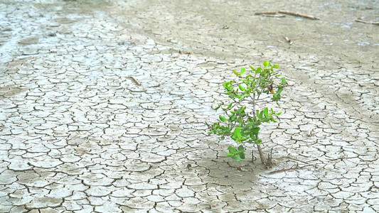 草药在干燥的陆地中生存植物学家们对其体力感兴趣视频