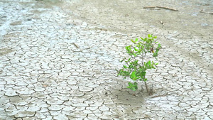 在干燥的陆地中生存的植物16秒视频