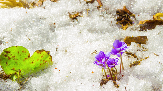 雪融雪和春花时差视频