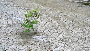 草药在干燥的陆地中生存植物学家们对其体力感兴趣16秒视频