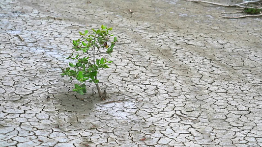 草药在干燥的陆地中生存植物学家们对其体力感兴趣视频
