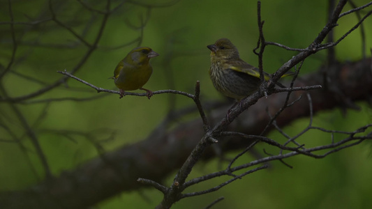 夏季森林枝头上的小鸟慢镜头视频