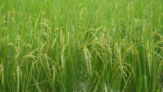 田野绿稻种植视频