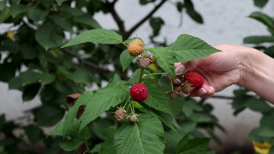 一群在草莓树上种植的红红色甜甜果子中摘草莓的女人慢慢视频