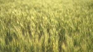 自然的绿色小麦20秒视频