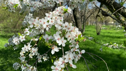 春天下午在公园的公园里开着白花的李子树视频