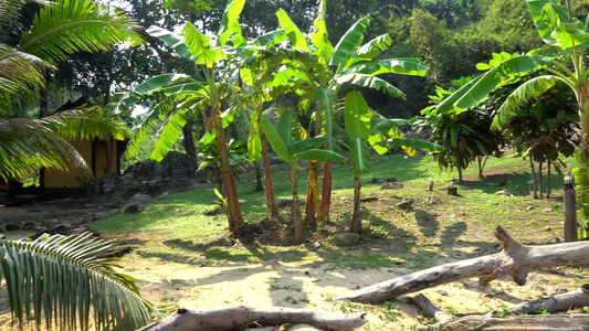 绿棕榈树椰子和热带视频