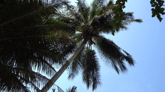 绿棕榈树椰子和热带视频