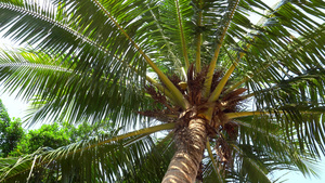 绿棕榈树椰子和热带9秒视频
