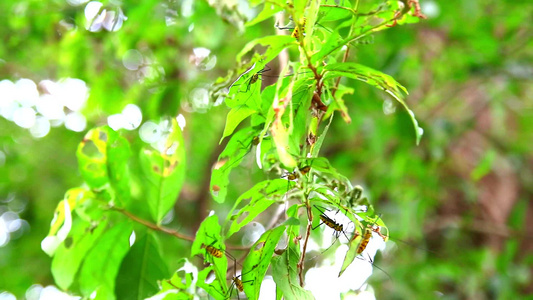 长长的角甲虫在雨季吃树叶以便繁殖视频