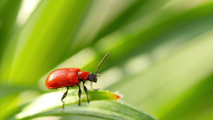 红甲虫坐在叶子上17秒视频
