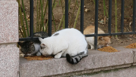 喂食流浪猫视频